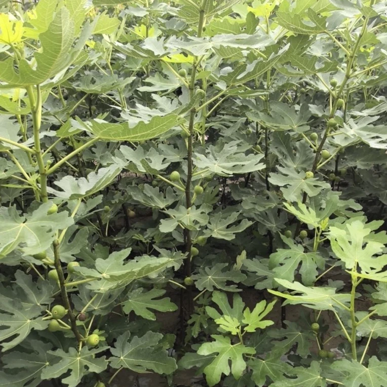 无花果大果青皮无花果现挖