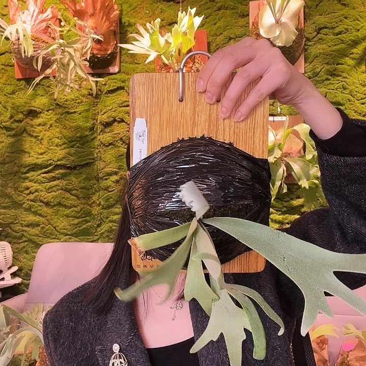 不开花植物Sarawut 蓝皇后