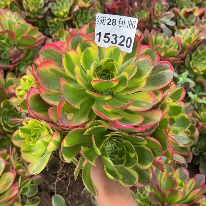 15320奶白不包邮多肉