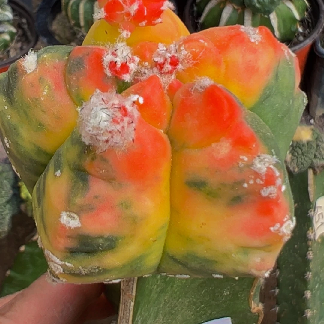 无花朵散班红锦龟甲鸾凤玉锦765