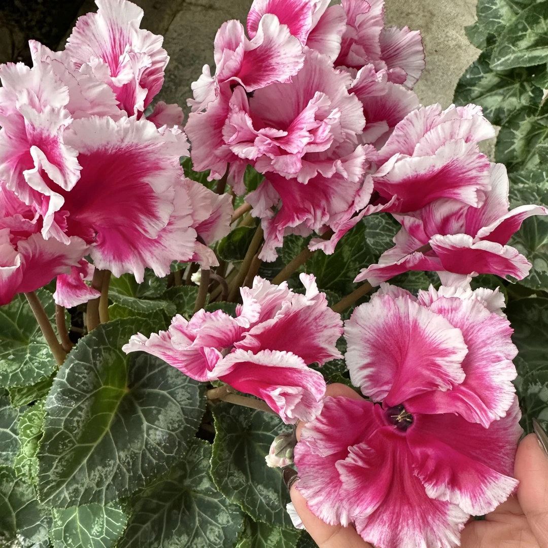 【超大盆扇舞紫】大花仙客来花卉带花苞四季开花室内好养盆栽