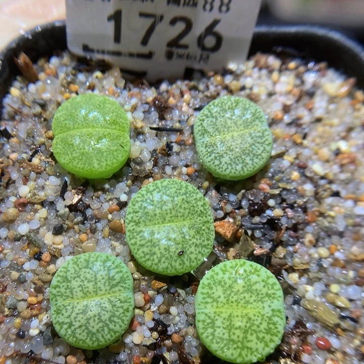 Sss精品生石花1726