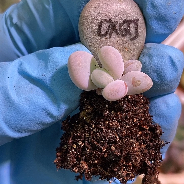 橙雪球锦基因多肉植物