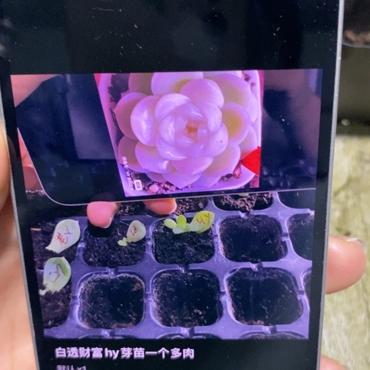 白透财富hy芽苗一个多肉