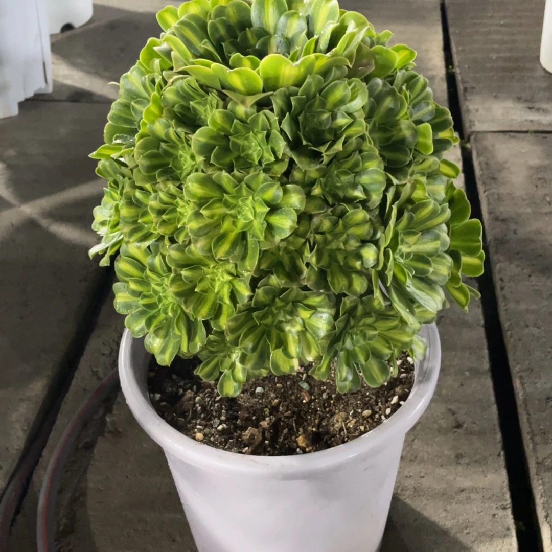 倩***宝漂亮漂亮漂亮漂亮漂亮