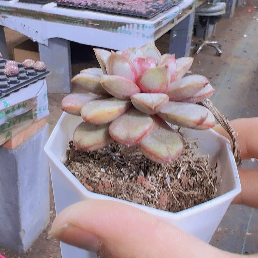 8角盆葡萄19包邮