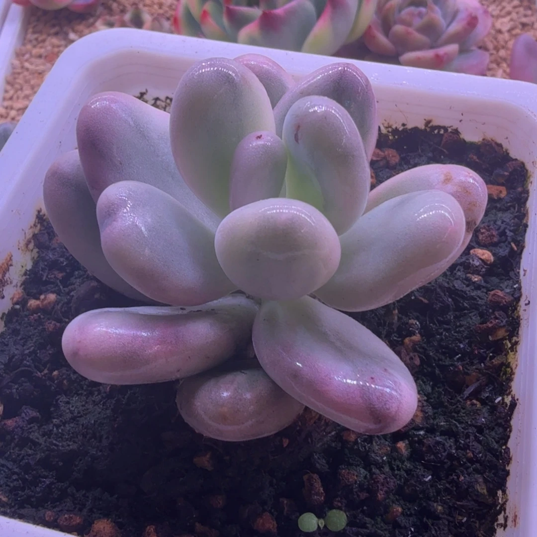 福利玛卡龙奶酪锦 多肉植物