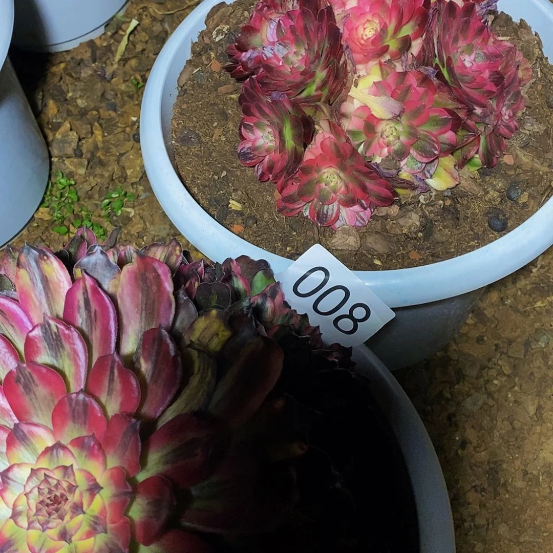 韩*雪上古园艺008号