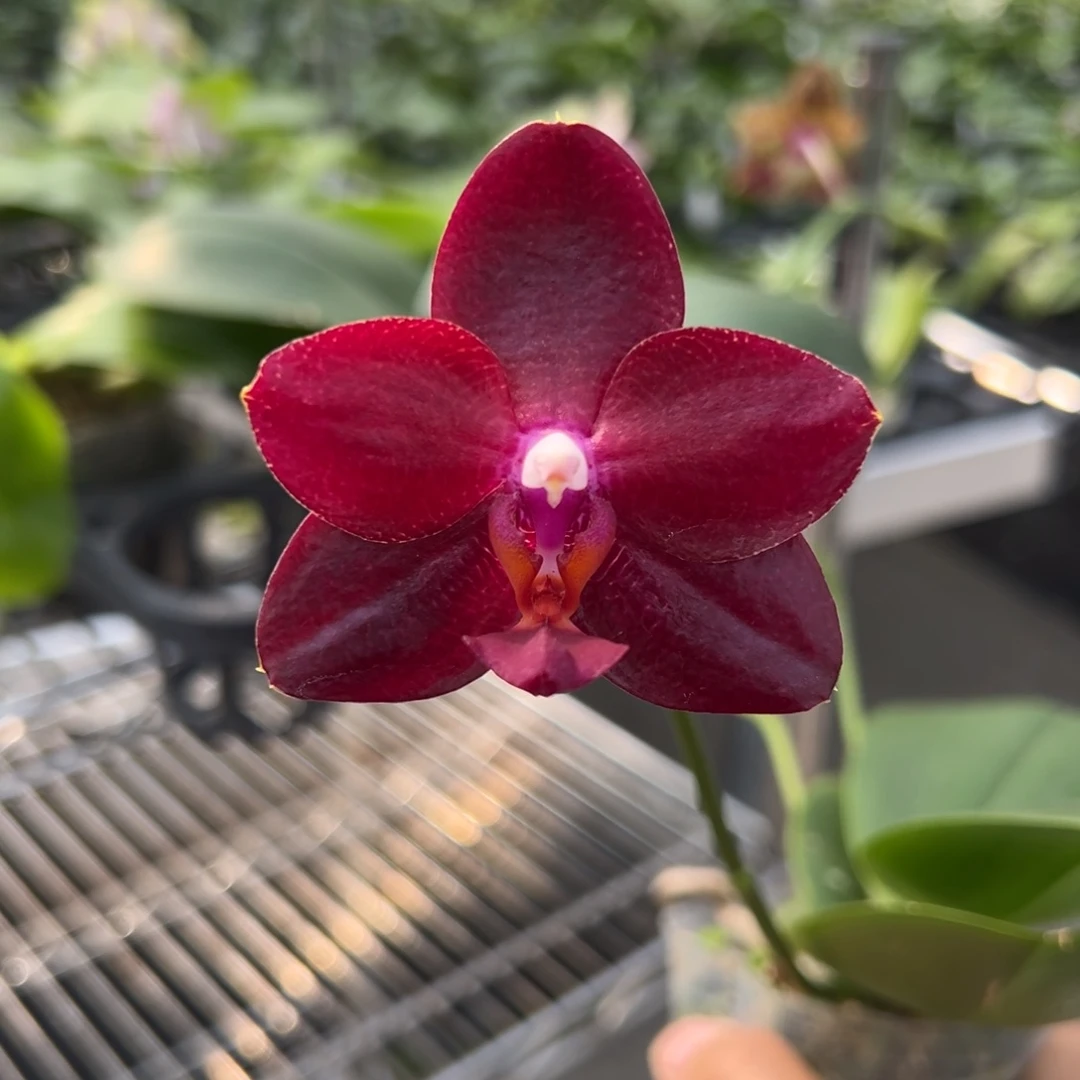 完全开放A071，车车梨专拍