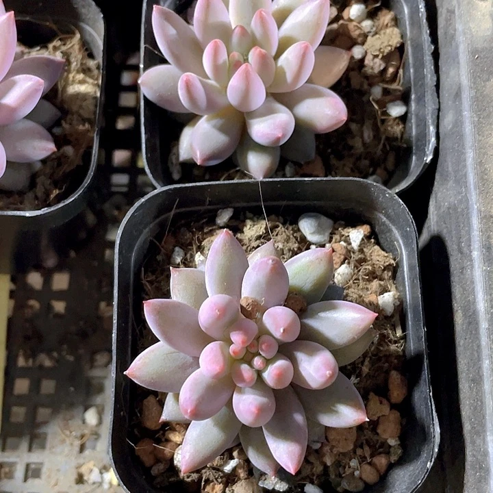 6.5方虞美人带盆土