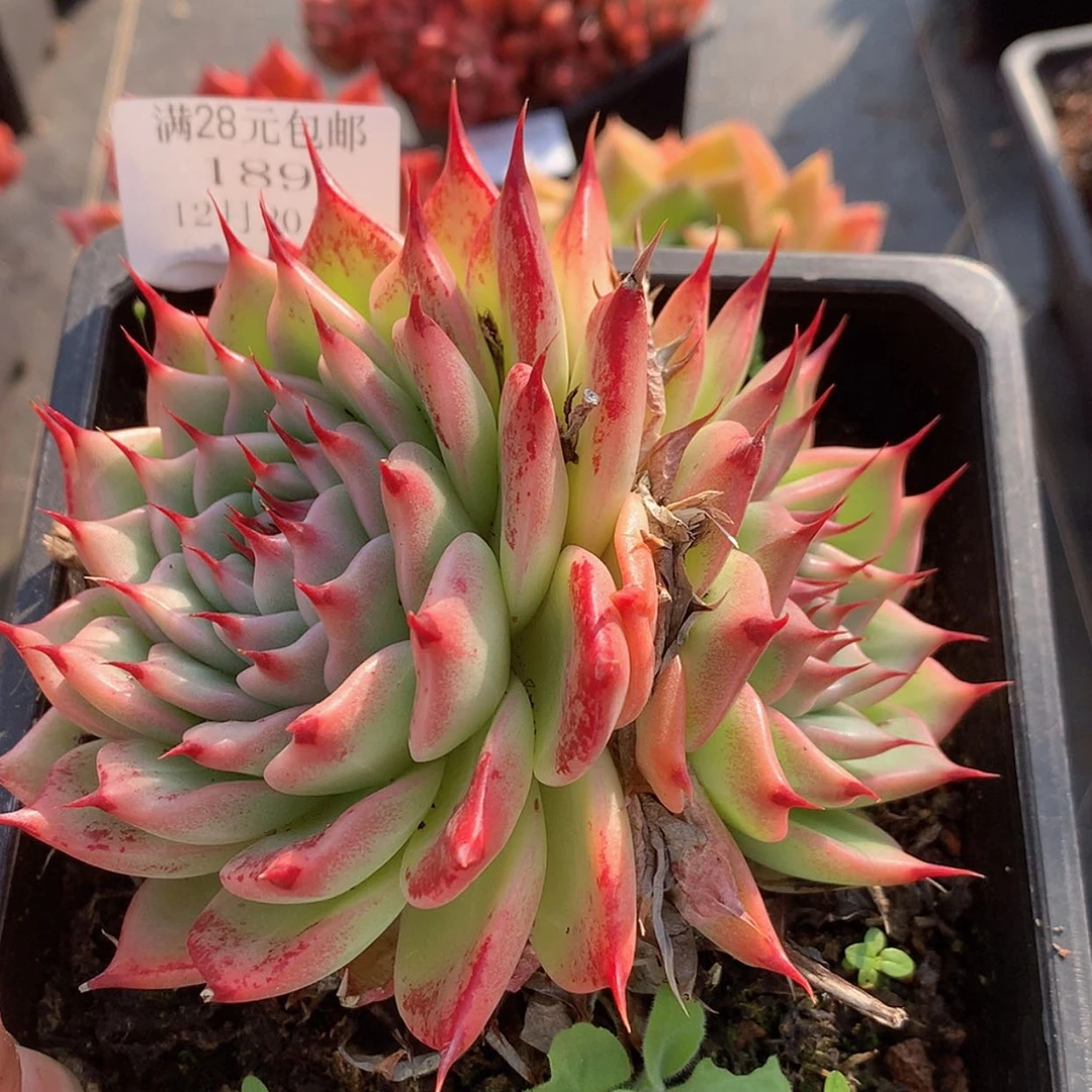 【闪购商品】云189号