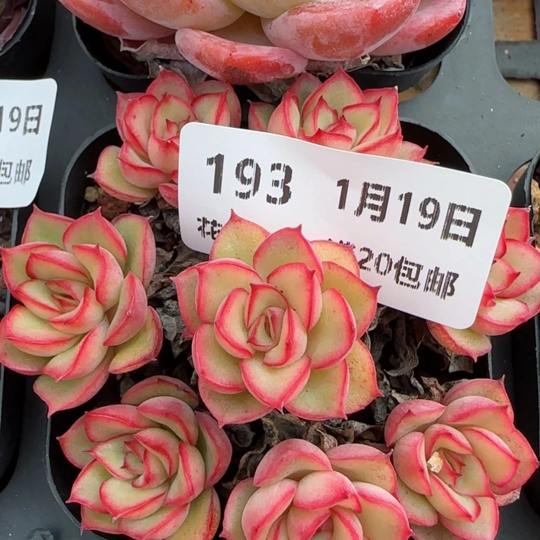 花语逸镜0119-193