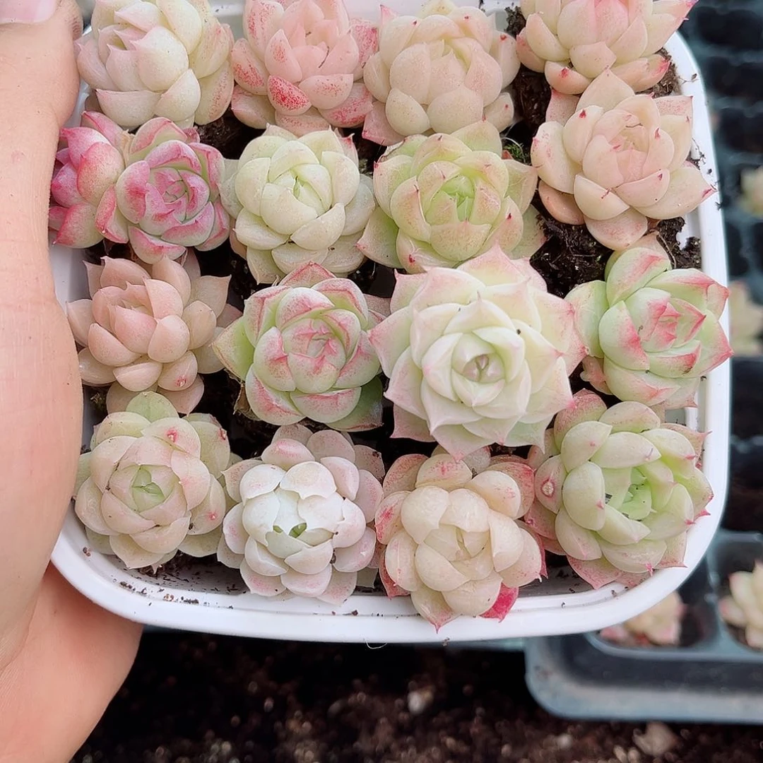 1-207 新疆西藏内蒙不发12.8包邮2-3公分多肉