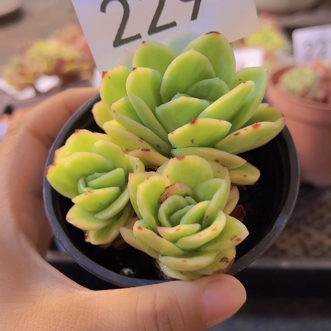 229冰玫瑰锦，带盆带土发货