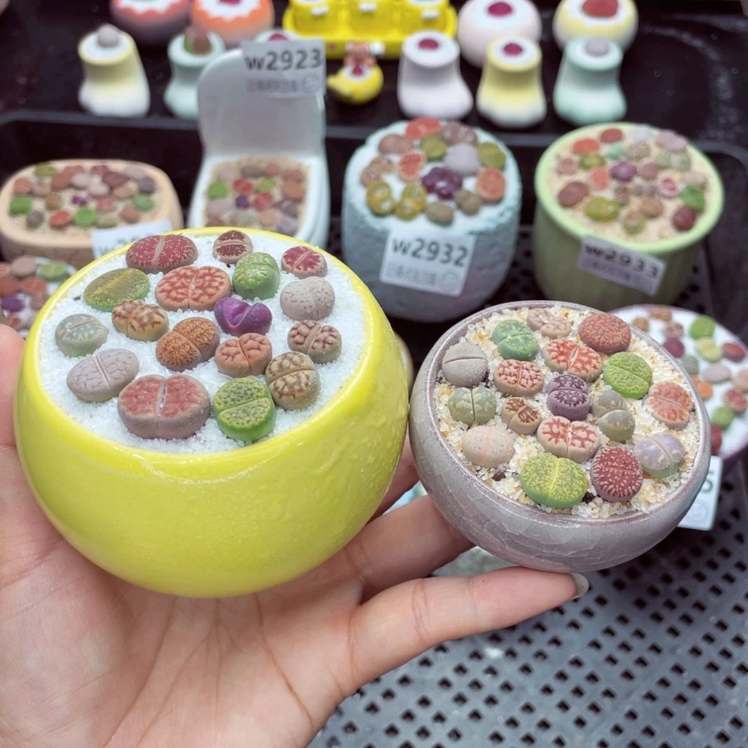 w2938 带盆土发货一物一拍