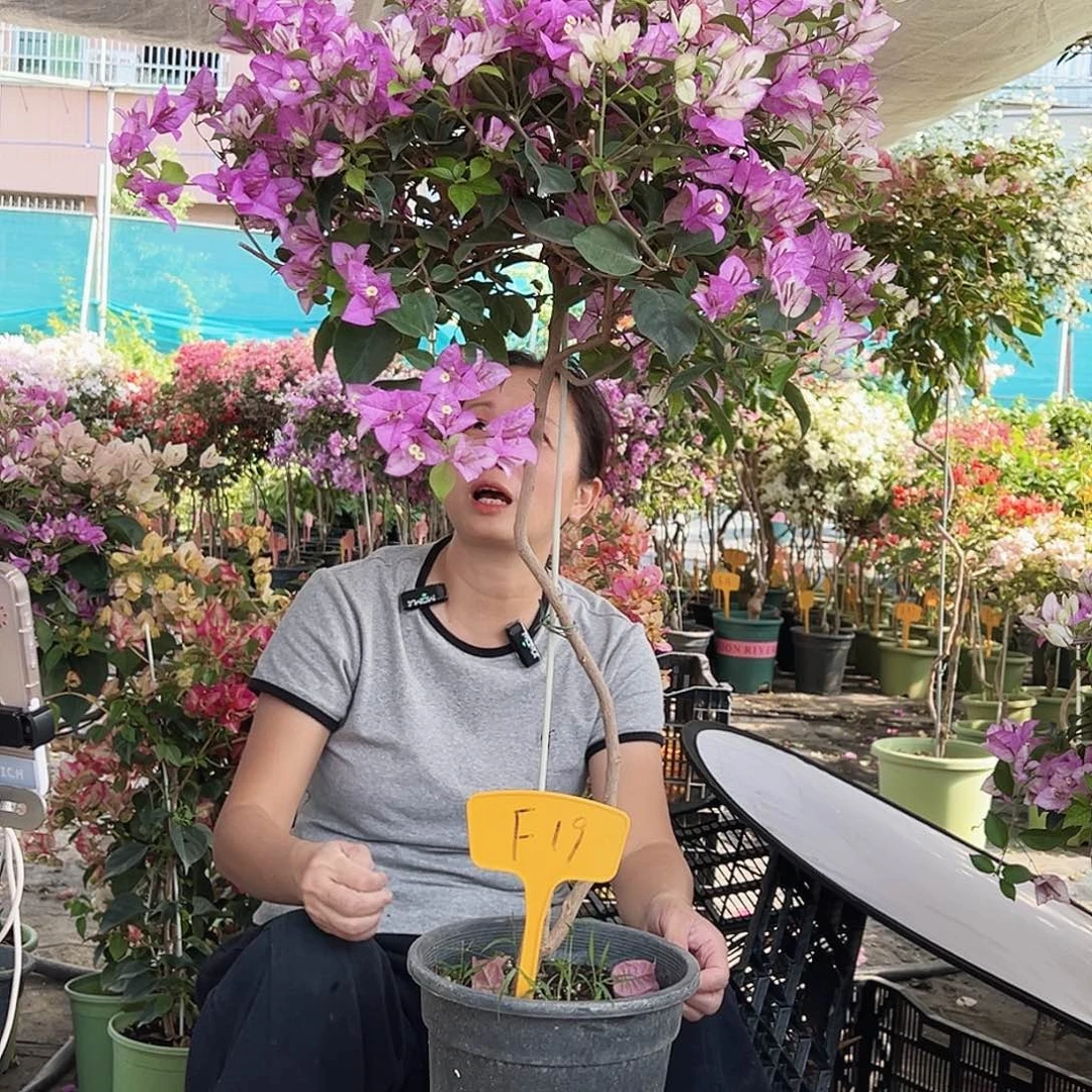 七***喜大部分花苞少量开放F19雪紫