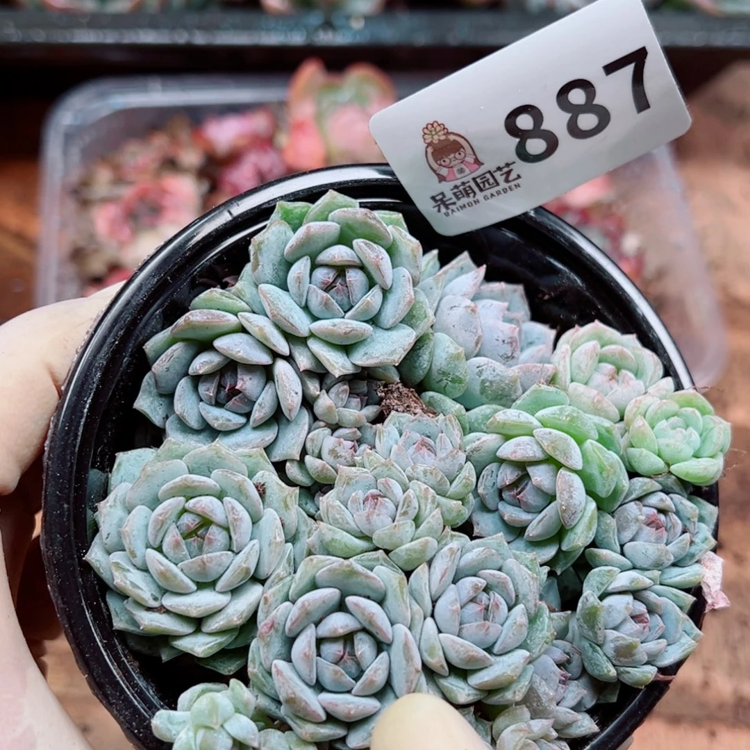 多肉植物多肉植物