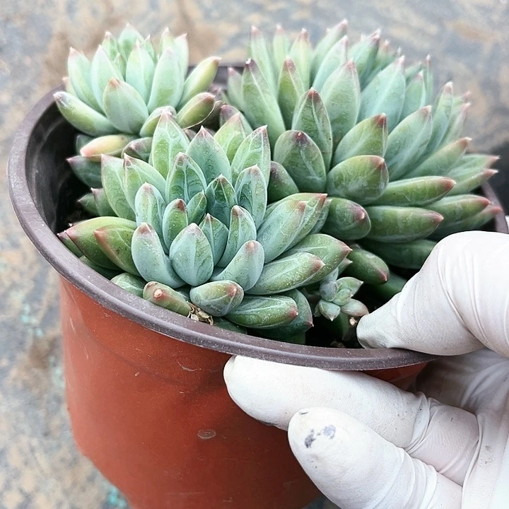 我是第一百个为妖刀应援的阴阳桃花