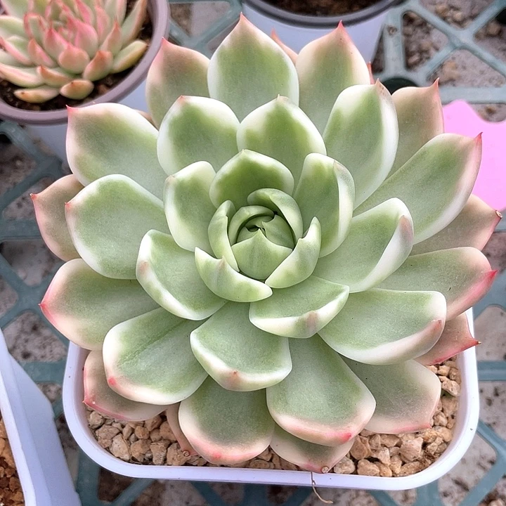 灵魂锦一物一拍锦龙