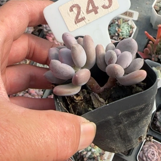 243奶酪杂多肉植物多