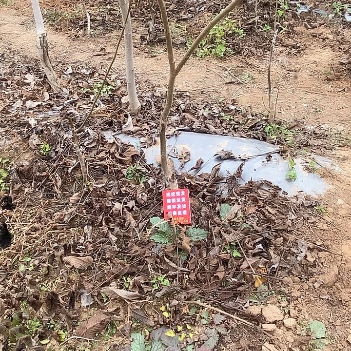 用***5文玩核桃吊坠白狮金公子血麒麟各一颗