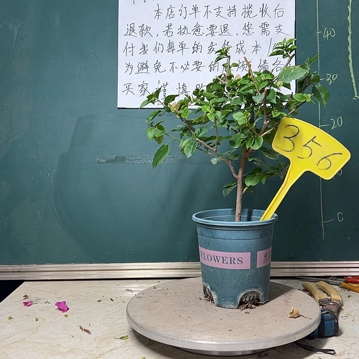 完全开放粉可爱356