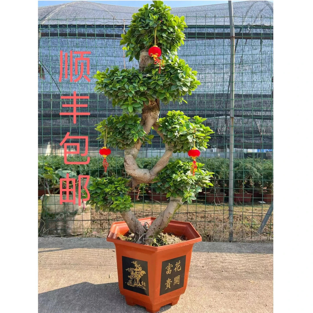 八字型金钱榕树四季常青常绿植物盆景好养室内室外植物