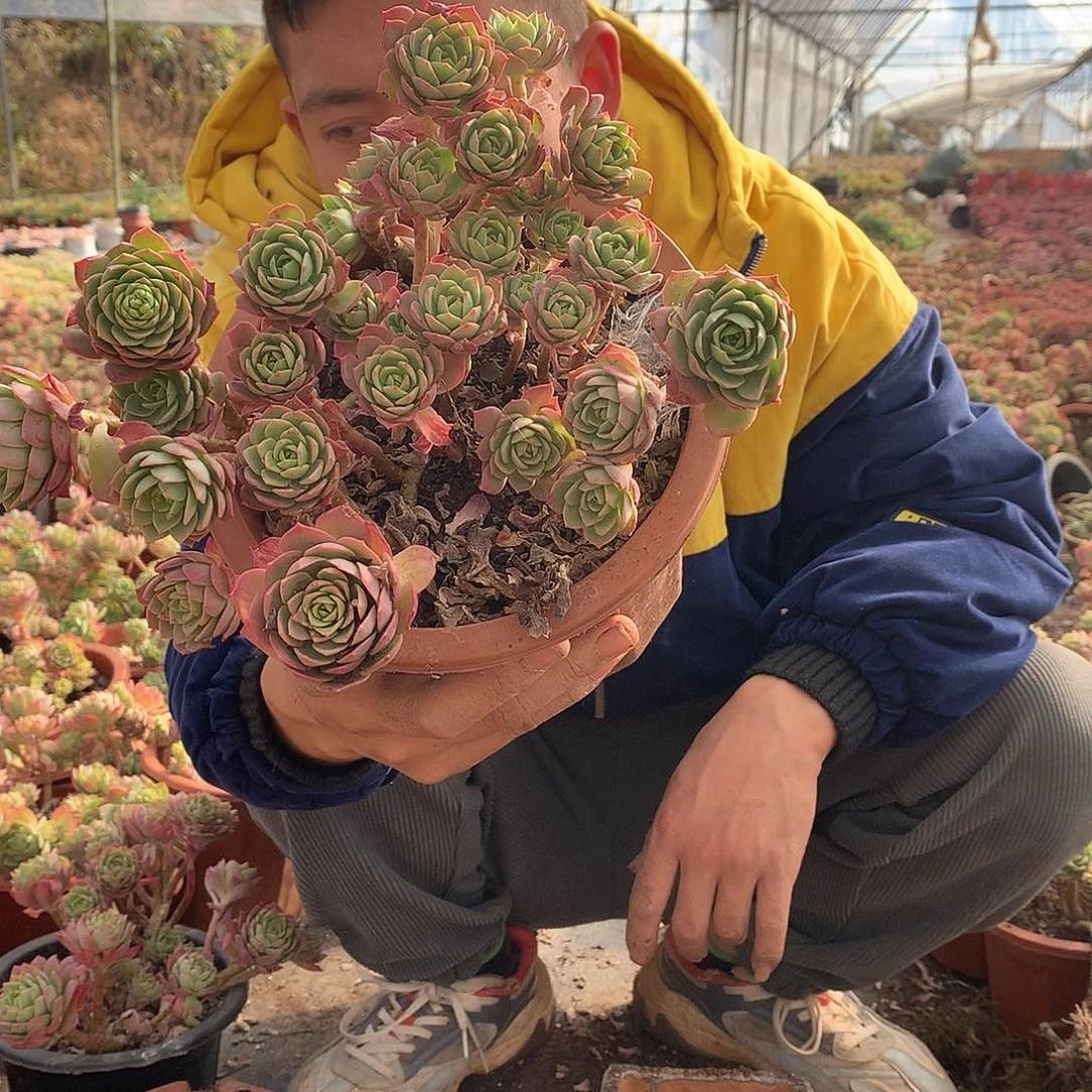 外播多肉绿蔷薇9.9