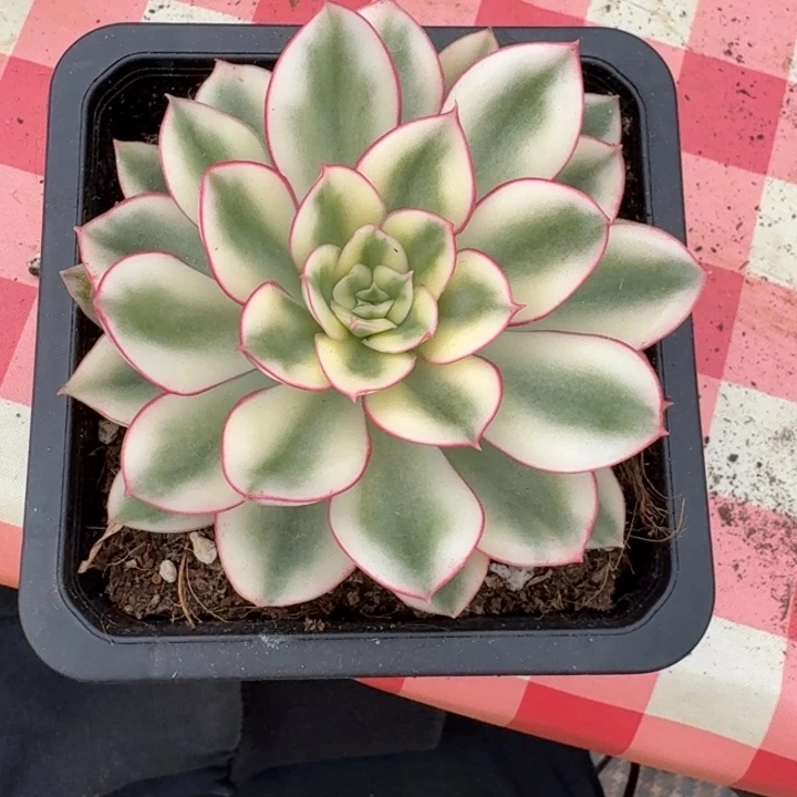 红花女王一物一拍