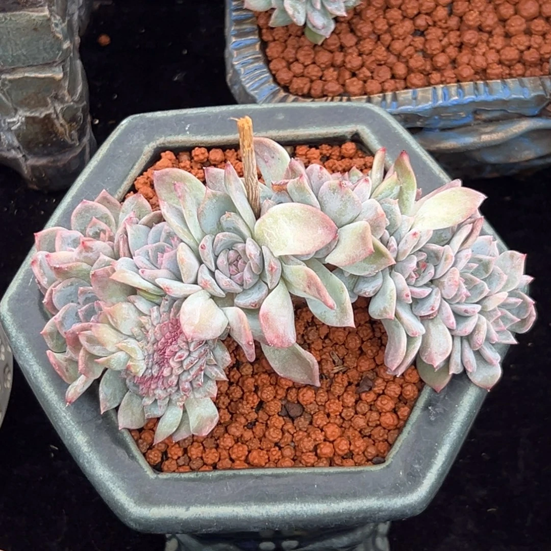 新年快乐 新年快乐