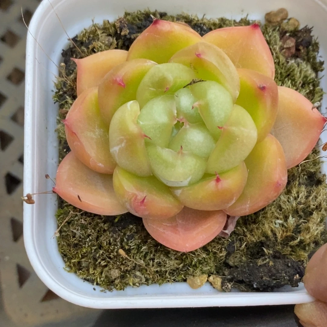 精品多肉一物一拍不包整71