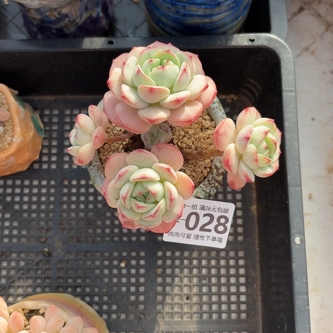 白底香草无盆土发货无盆