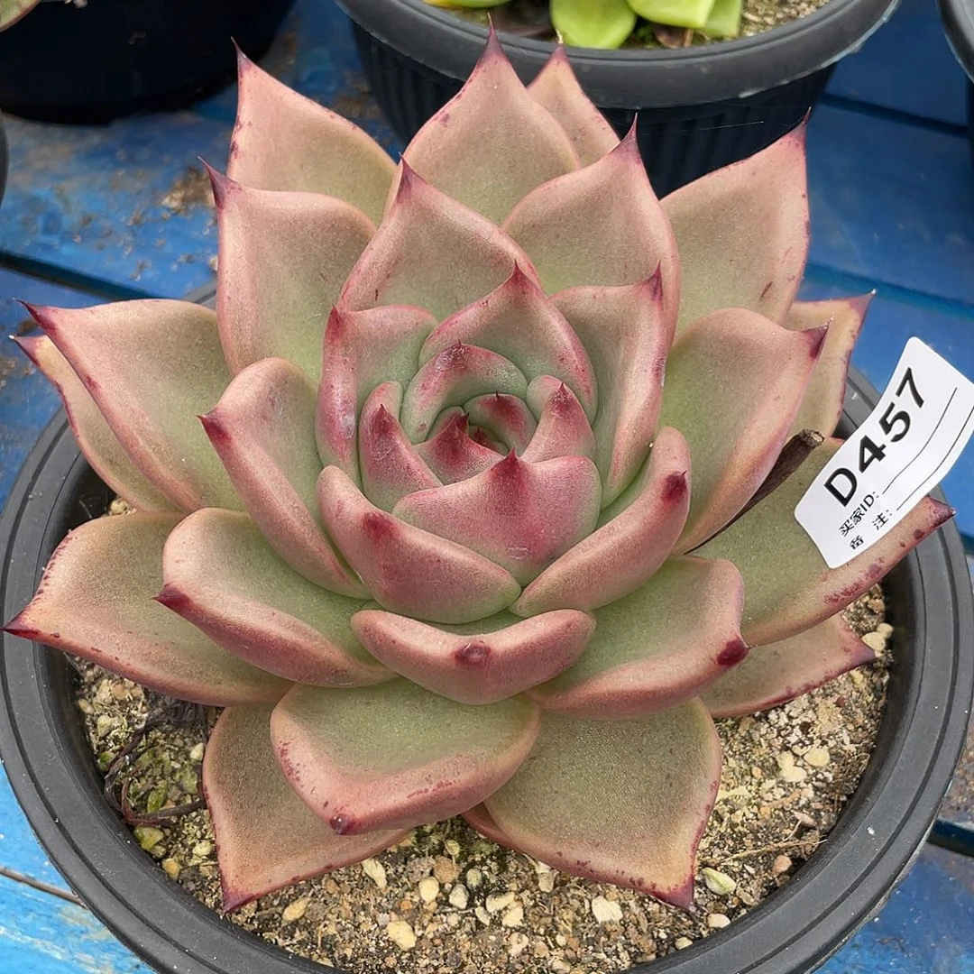 若茹东云单拍D457