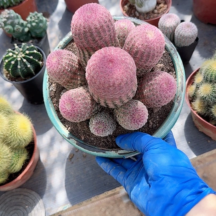 阳***光哈哈哈哈哈哈哈哈哈哈