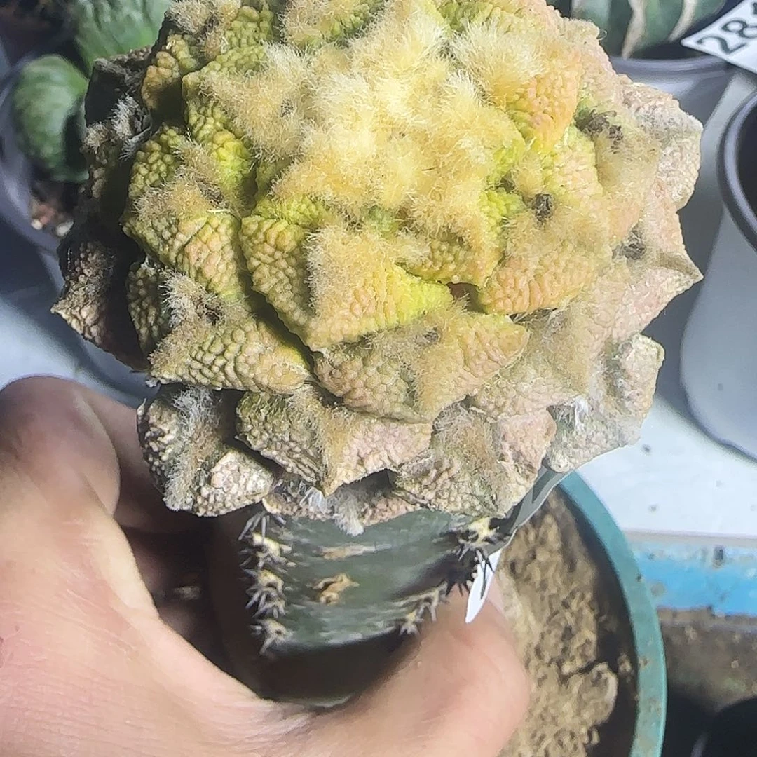 大尤黑锦297仙人球开花