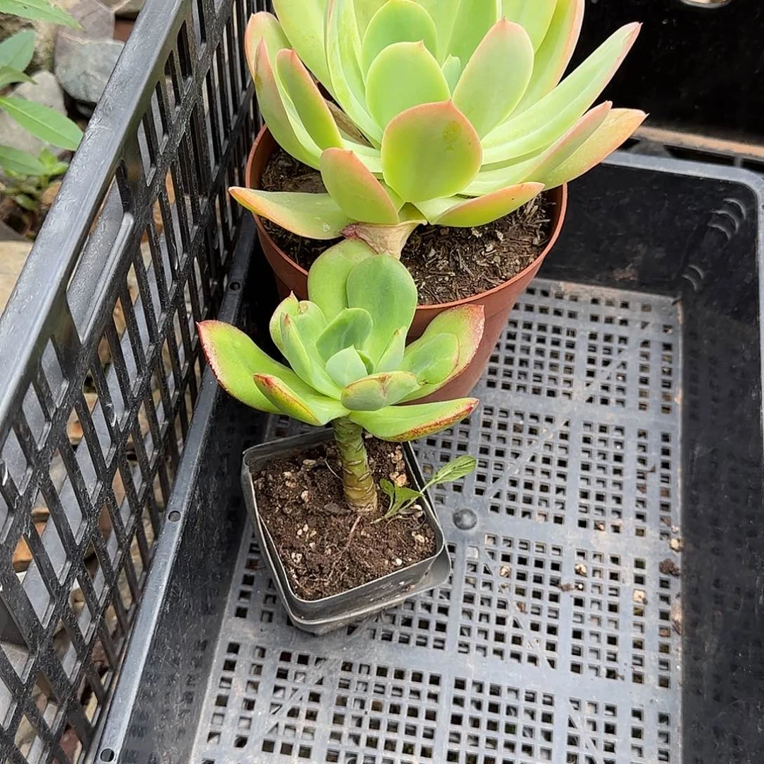 艳10级灯牌一50 一物一拍