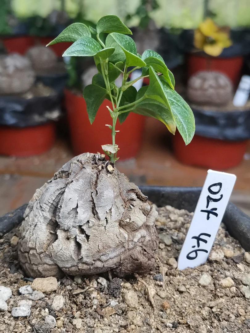 024南非块根植物龟甲龙
