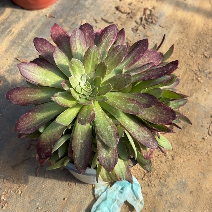 海王多肉法师量拍