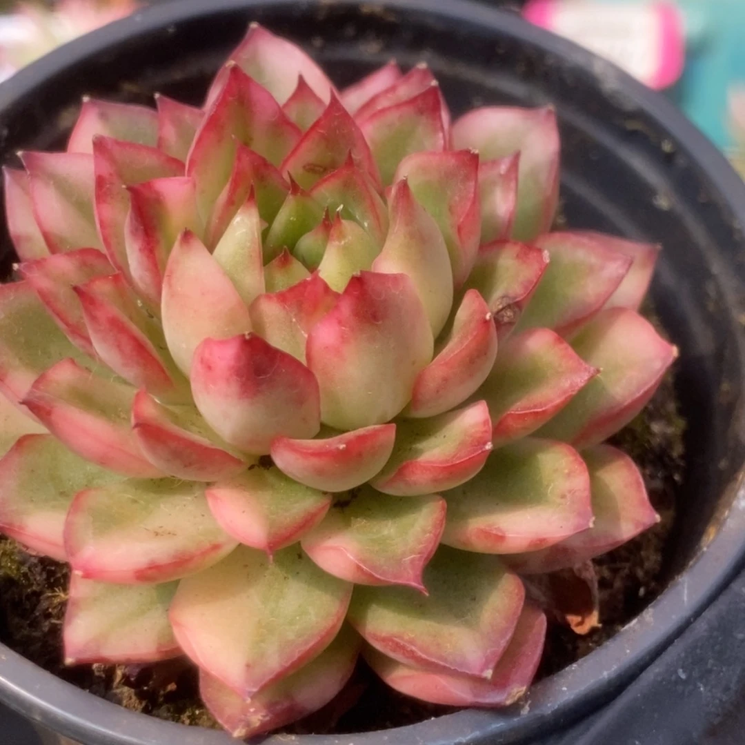 714曼陀罗锦锦锦锦锦