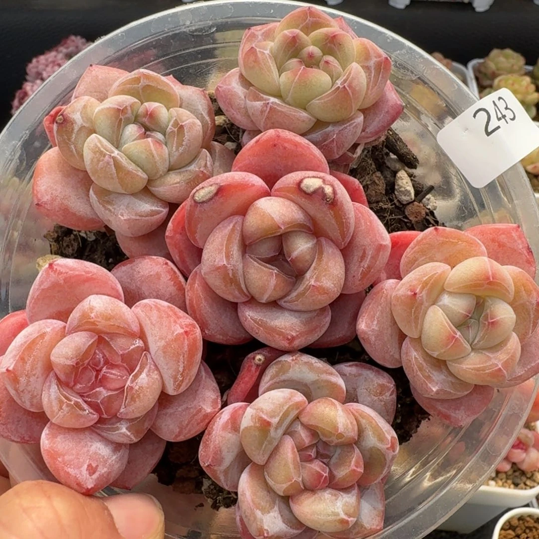 一物一拍一盒330-243