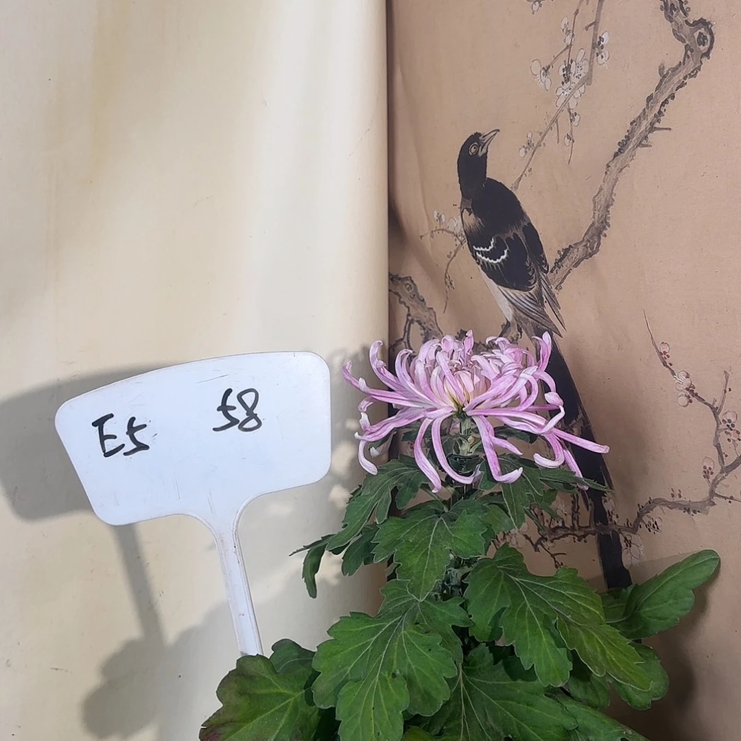 全部花朵E55555555