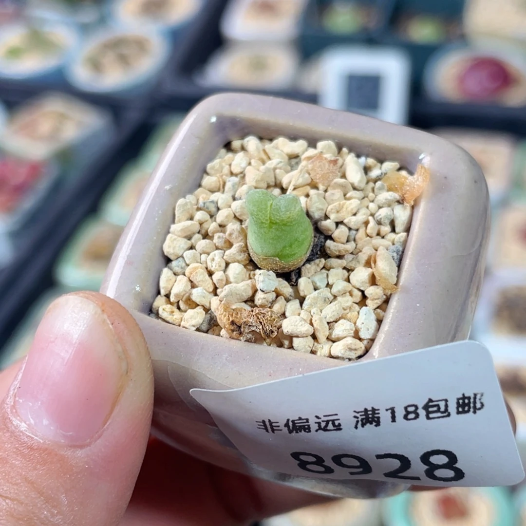 无花朵悲***薯8928-一物一拍 带盆