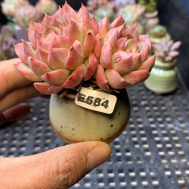 E584一物一拍连盆发