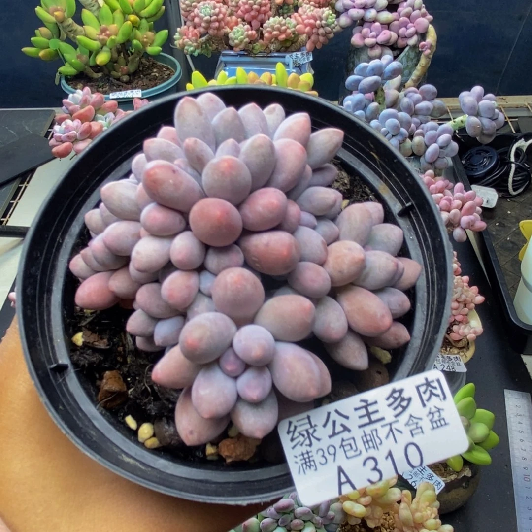 310丸叶汤圆多肉8c m