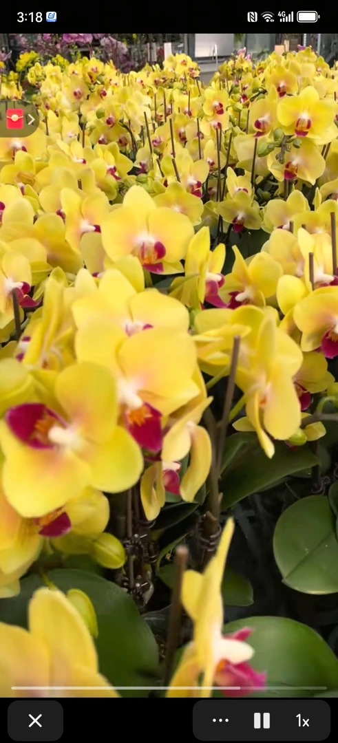 黄金万两，3.5寸杯成熟新苗，无花无梗，蝴蝶兰盆栽大苗