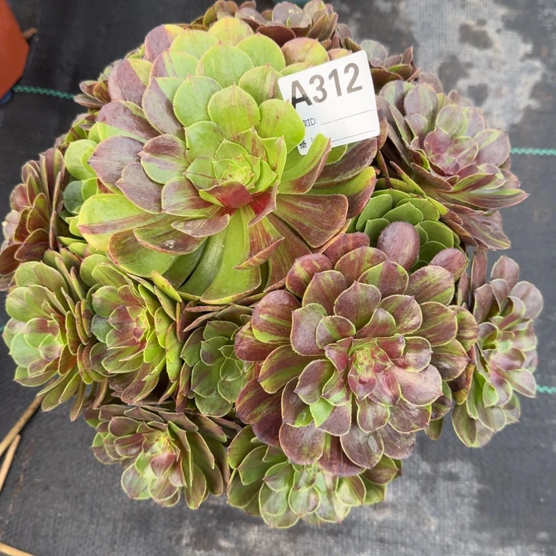 若***兰花月夜多肉法师312