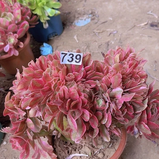 艾***姐多肉植物一个法师