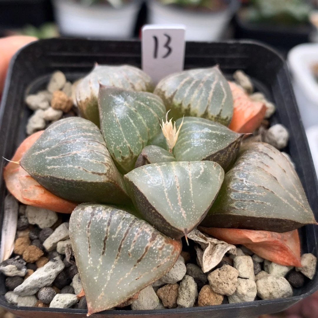 实生寿，带盆发货