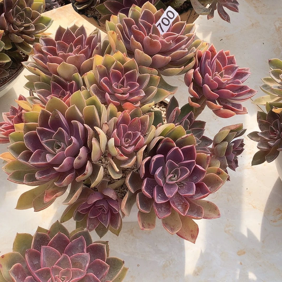 700紫气东来 一物一拍多肉