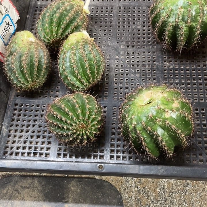 G5侧芽歪5公分以上满18包邮